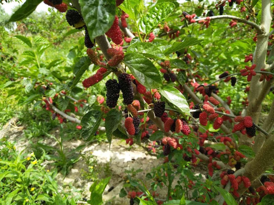 Silifke’de Açıkta Hasadı Yapılan Karadut, Üreticinin Yüzünü Güldürüyor