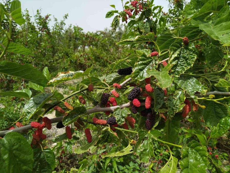Silifke’de Açıkta Hasadı Yapılan Karadut, Üreticinin Yüzünü Güldürüyor