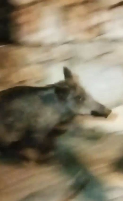 Antalya’da Evin Bahçesine Giren Domuz Ev Sahibini Neye Uğradığını Şaşırttı