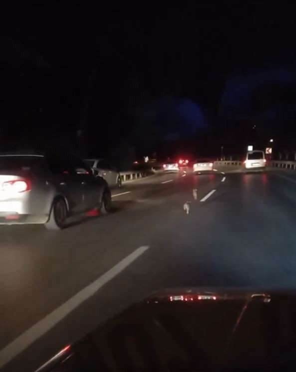 Antalya’da Evin Bahçesine Giren Domuz Ev Sahibini Neye Uğradığını Şaşırttı