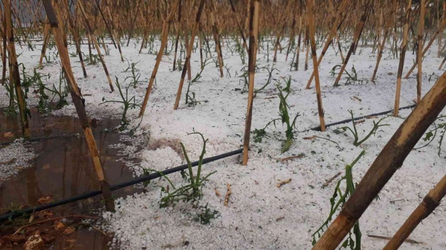 15 Dakika Etkili Oldu, Onlarca Dönüm Alan Zarar Gördü