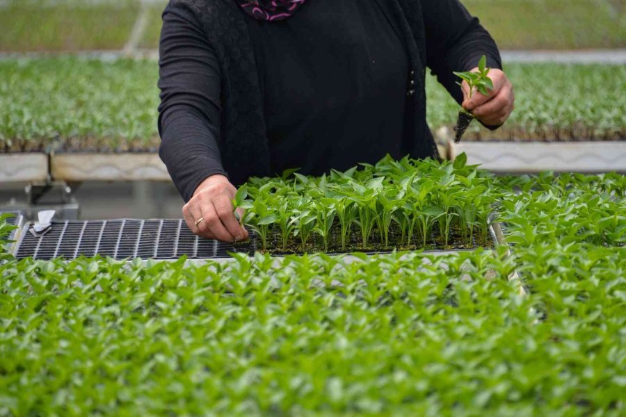 Başkan Kavuş: "konya Fide Meram Çiftçisinin Rekabet Gücünü Arttırıyor"