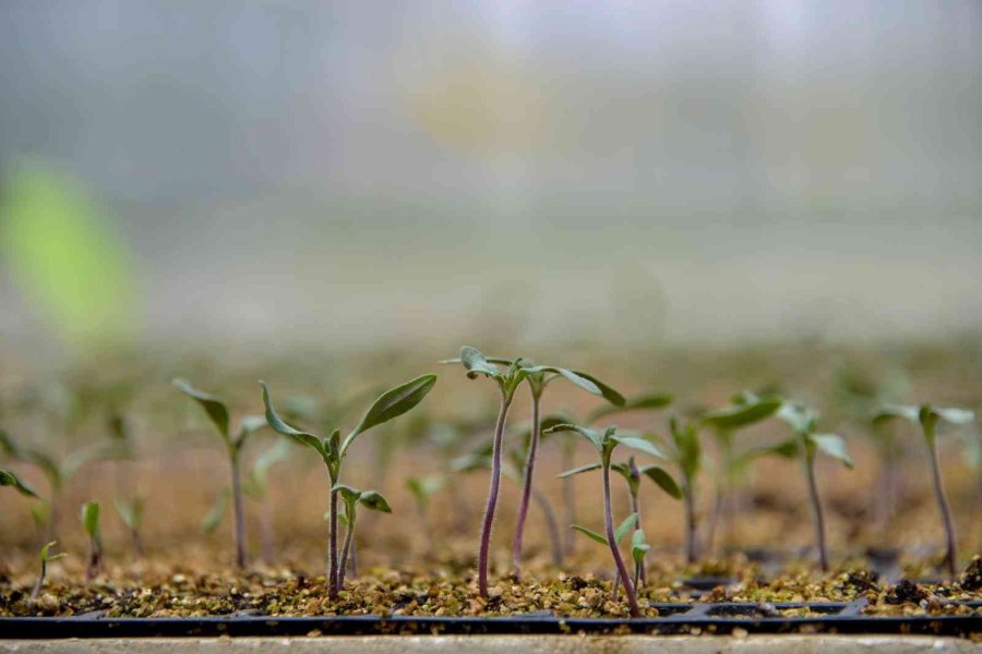 Başkan Kavuş: "konya Fide Meram Çiftçisinin Rekabet Gücünü Arttırıyor"