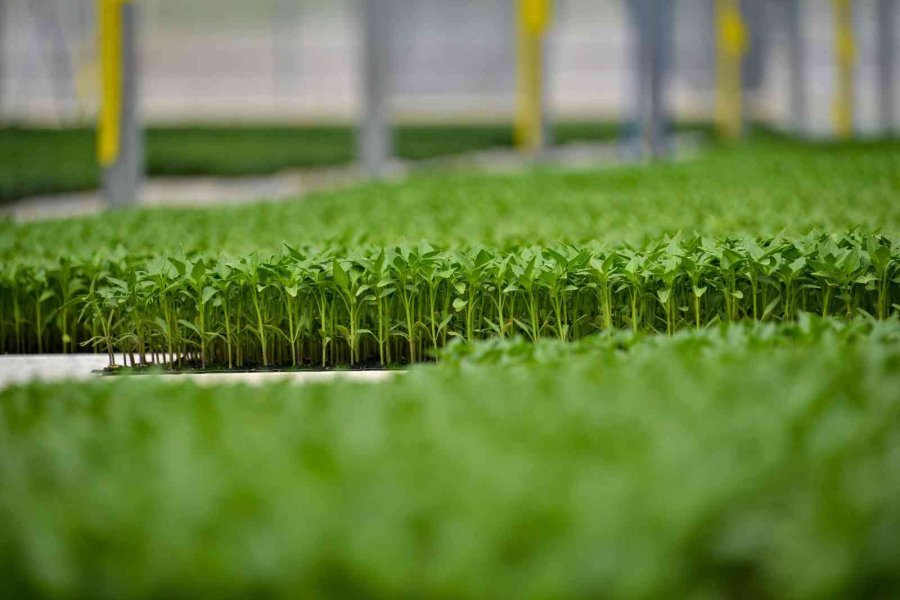 Başkan Kavuş: "konya Fide Meram Çiftçisinin Rekabet Gücünü Arttırıyor"