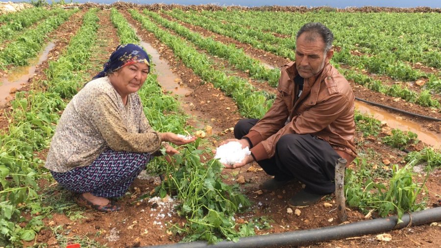 15 Dakika Etkili Oldu, Onlarca Dönüm Alan Zarar Gördü