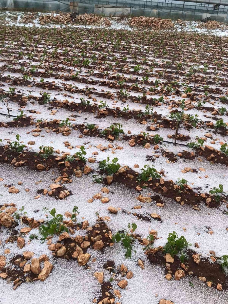 15 Dakika Etkili Oldu, Onlarca Dönüm Alan Zarar Gördü