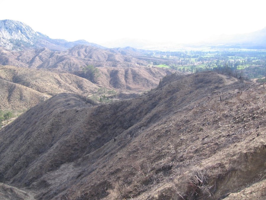 Antalya’da 14 Yıl Önce Orman Yangınında Küle Dönen Alanlar Yeniden Yeşile Büründü