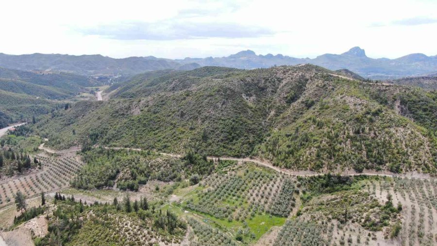 Antalya’da 14 Yıl Önce Orman Yangınında Küle Dönen Alanlar Yeniden Yeşile Büründü