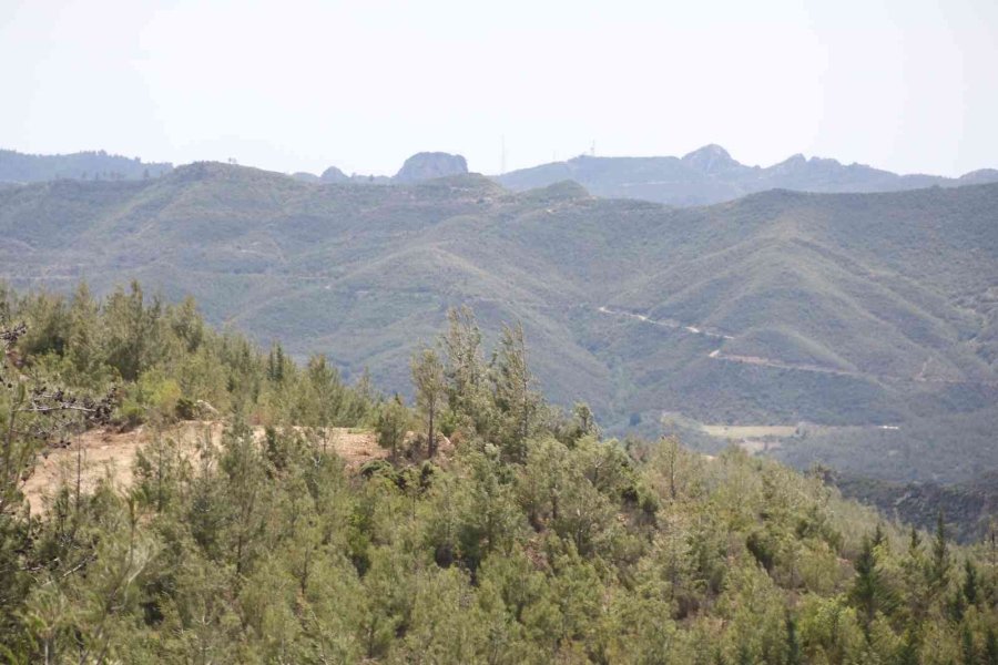 Antalya’da 14 Yıl Önce Orman Yangınında Küle Dönen Alanlar Yeniden Yeşile Büründü