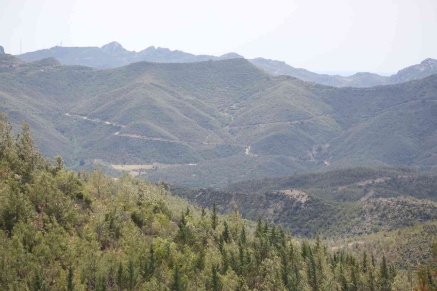 Antalya’da 14 Yıl Önce Orman Yangınında Küle Dönen Alanlar Yeniden Yeşile Büründü