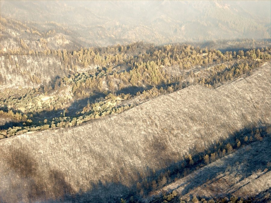 Antalya’da 14 Yıl Önce Orman Yangınında Küle Dönen Alanlar Yeniden Yeşile Büründü
