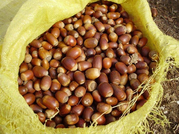 Antalya’da 14 Yıl Önce Orman Yangınında Küle Dönen Alanlar Yeniden Yeşile Büründü