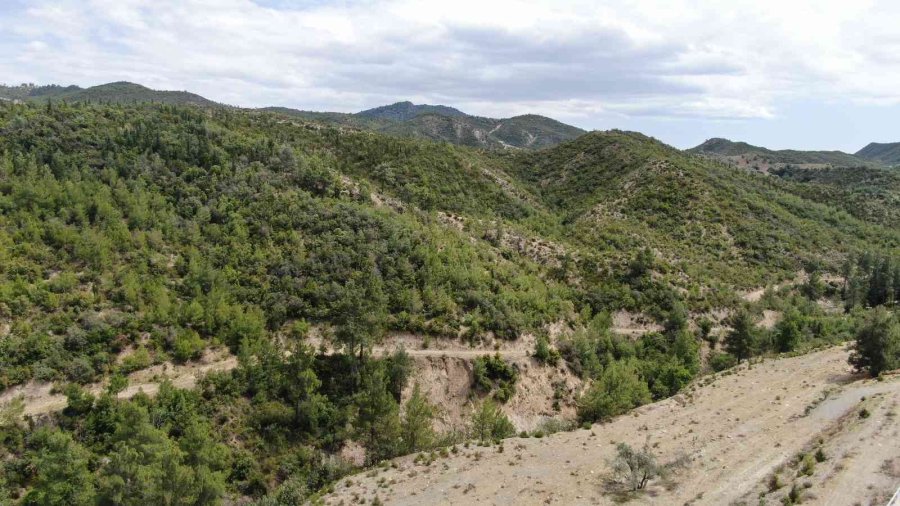 Antalya’da 14 Yıl Önce Orman Yangınında Küle Dönen Alanlar Yeniden Yeşile Büründü