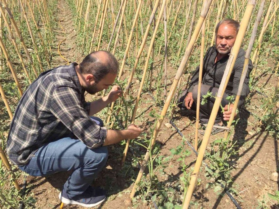 Mersin’de Dolu Bin 573 Dekar Alanda Zarara Yol Açtı