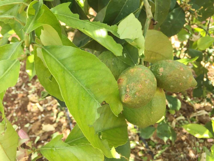 Mersin’de Dolu Bin 573 Dekar Alanda Zarara Yol Açtı