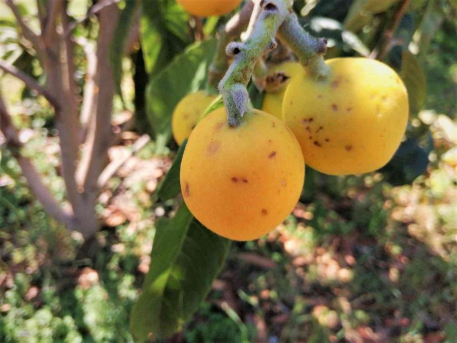 Mersin’de Dolu Bin 573 Dekar Alanda Zarara Yol Açtı
