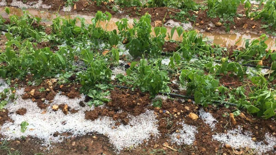 Mersin’de Dolu Bin 573 Dekar Alanda Zarara Yol Açtı