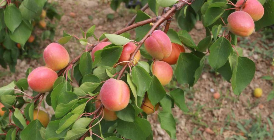 Mersin’de Sofralık Kayısı Hasadı Başladı