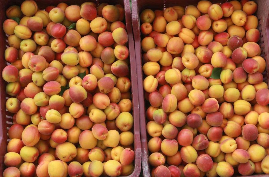 Mersin’de Sofralık Kayısı Hasadı Başladı