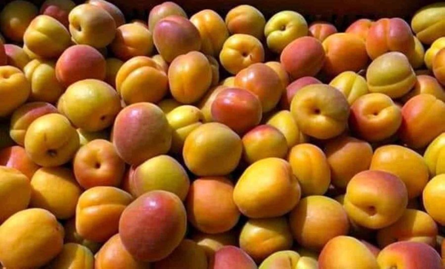 Mersin’de Sofralık Kayısı Hasadı Başladı