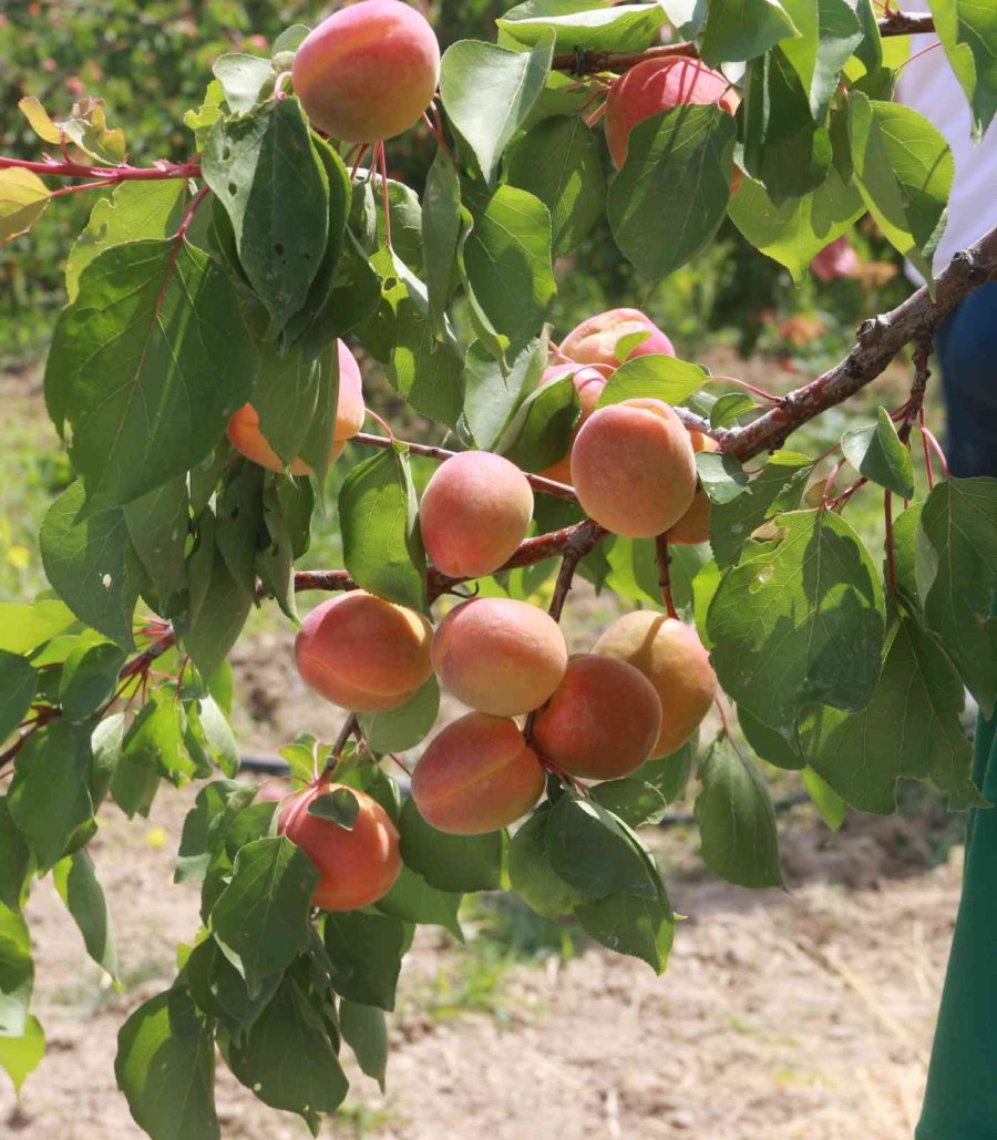 Mersin’de Sofralık Kayısı Hasadı Başladı