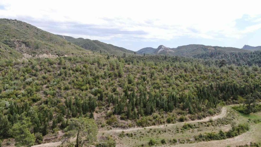 Antalya’da 14 Yıl Önce Orman Yangınında Küle Dönen Alanlar Yeniden Yeşile Büründü