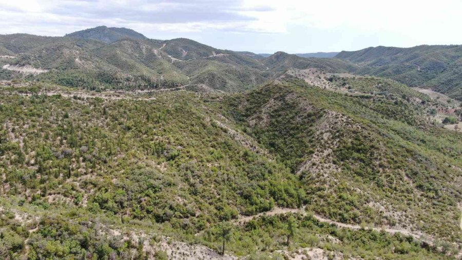 Antalya’da 14 Yıl Önce Orman Yangınında Küle Dönen Alanlar Yeniden Yeşile Büründü