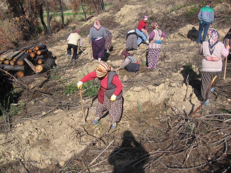 Antalya’da 14 Yıl Önce Orman Yangınında Küle Dönen Alanlar Yeniden Yeşile Büründü
