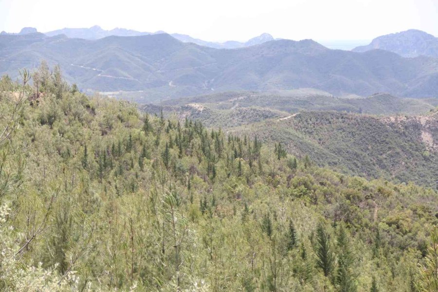 Antalya’da 14 Yıl Önce Orman Yangınında Küle Dönen Alanlar Yeniden Yeşile Büründü