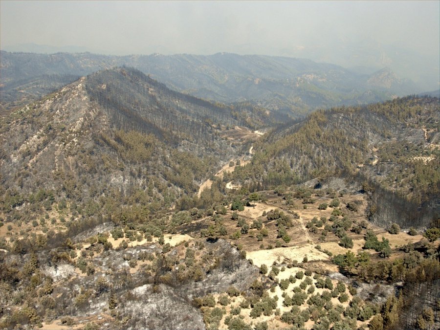 Antalya’da 14 Yıl Önce Orman Yangınında Küle Dönen Alanlar Yeniden Yeşile Büründü
