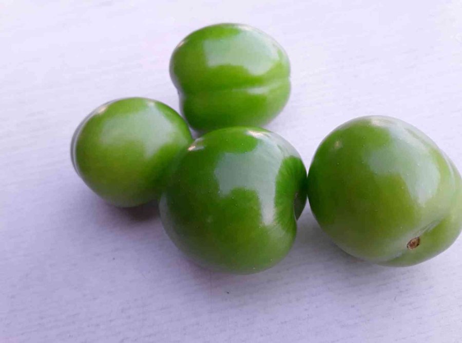 Mersin’de Erik Altın Yılını Yaşıyor