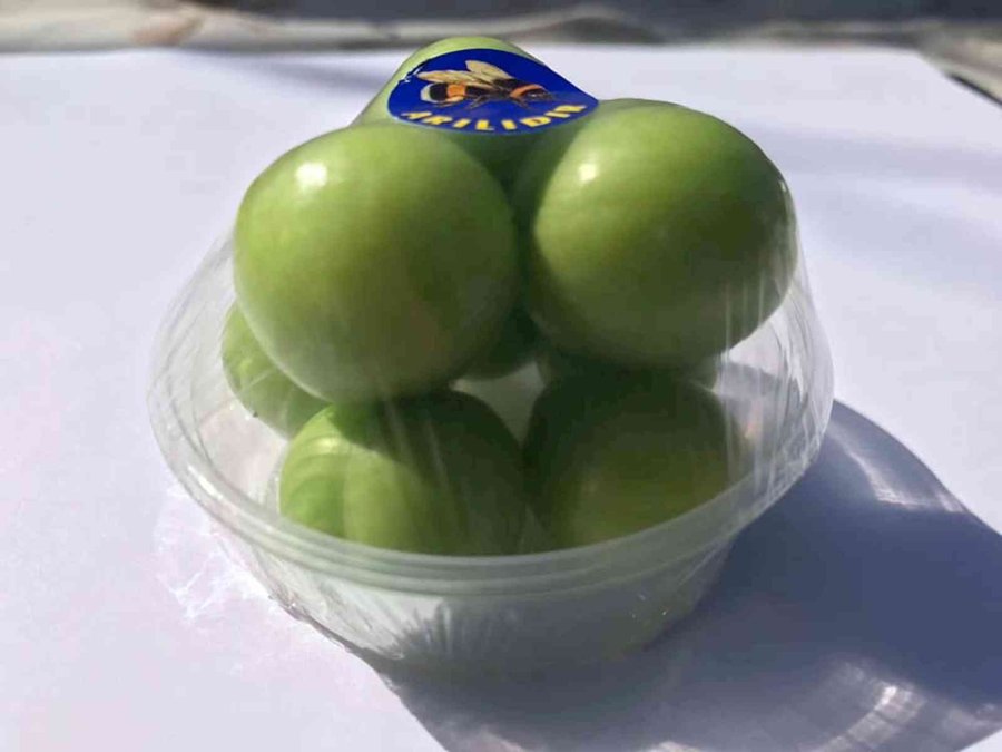 Mersin’de Erik Altın Yılını Yaşıyor