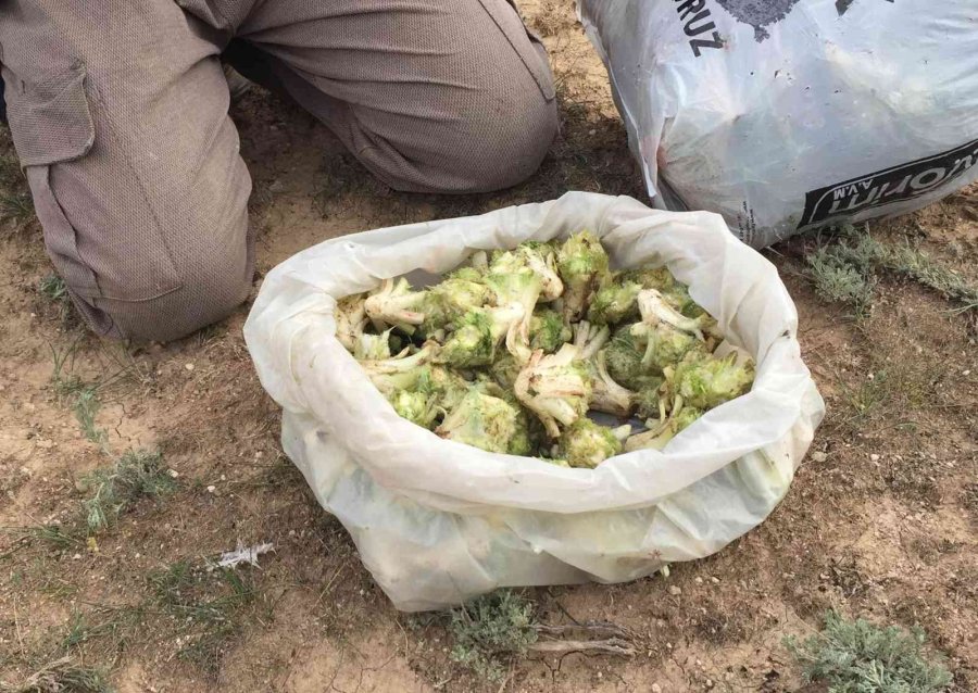 Kulu’da Kenger Toplama Zamanı Başladı