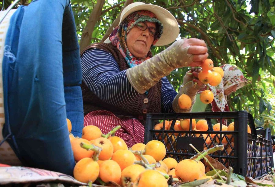 Mersin’in Sarı Altını Yenidünya Üreticisini Fiyatıyla Sevindirdi