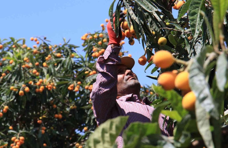Mersin’in Sarı Altını Yenidünya Üreticisini Fiyatıyla Sevindirdi