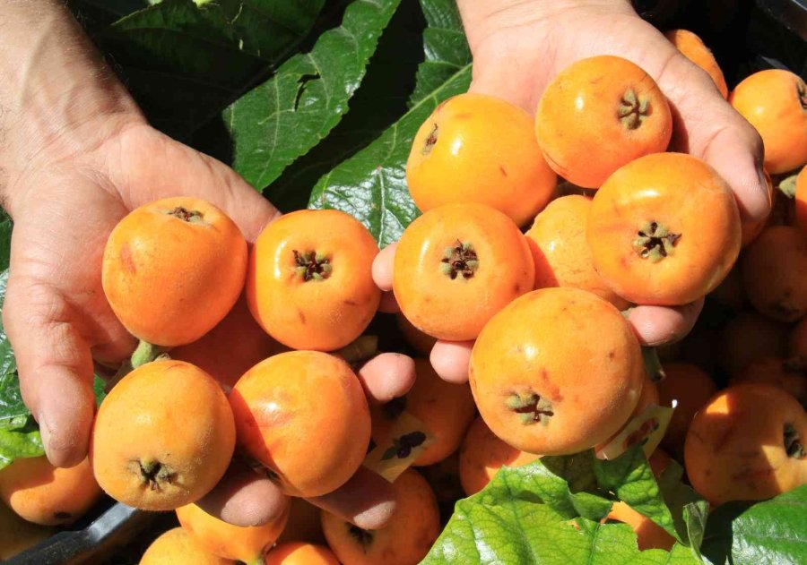 Mersin’in Sarı Altını Yenidünya Üreticisini Fiyatıyla Sevindirdi