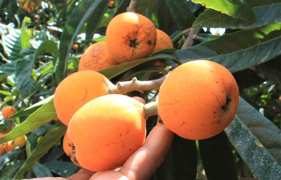 Mersin’in Sarı Altını Yenidünya Üreticisini Fiyatıyla Sevindirdi