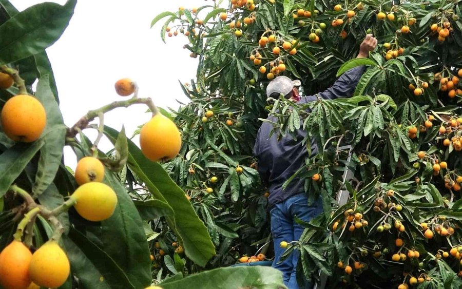 Mersin’in Sarı Altını Yenidünya Üreticisini Fiyatıyla Sevindirdi
