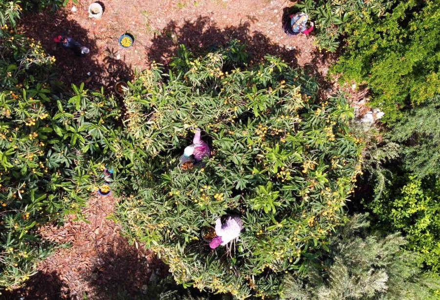 Mersin’in Sarı Altını Yenidünya Üreticisini Fiyatıyla Sevindirdi
