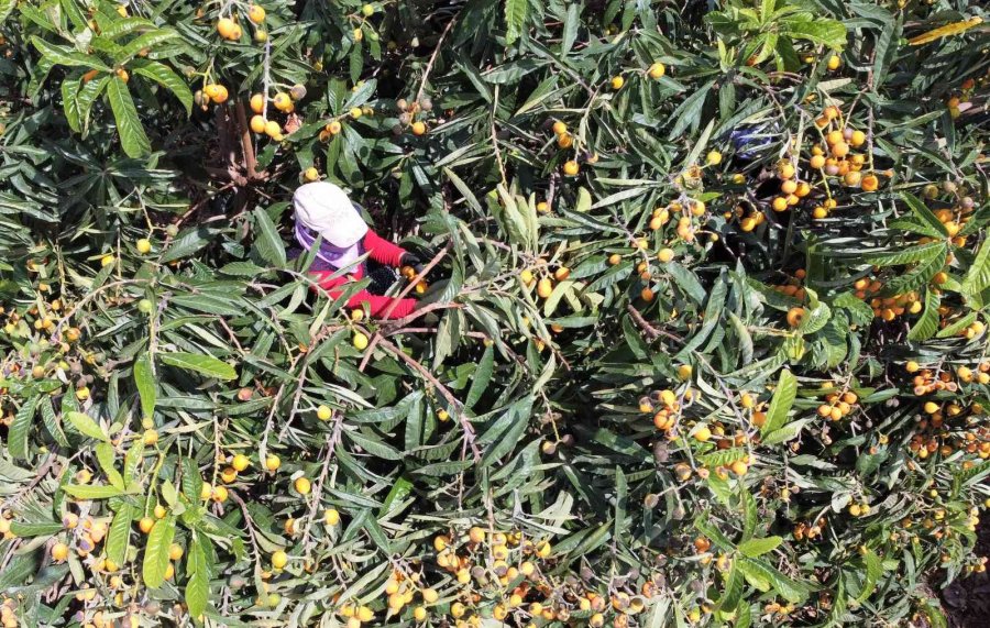 Mersin’in Sarı Altını Yenidünya Üreticisini Fiyatıyla Sevindirdi