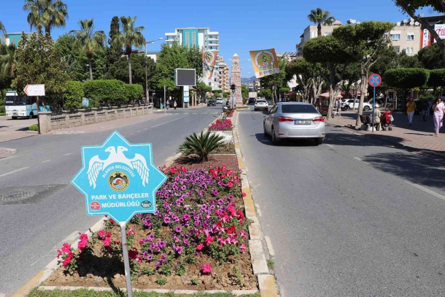 630 Bin Çiçekle Alanya Rengarenk Olacak