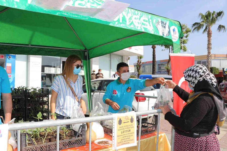 Alanya’da Su Kabağı Fidesi Dağıtımı Devam Ediyor