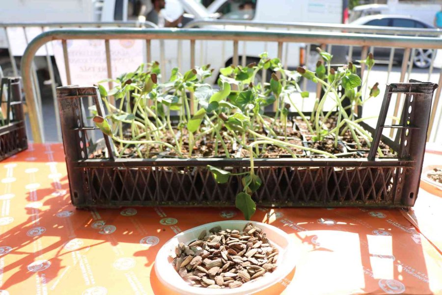 Alanya’da Su Kabağı Fidesi Dağıtımı Devam Ediyor