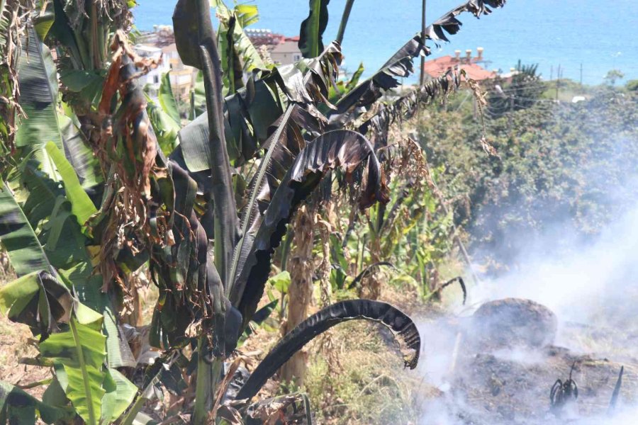 Boş Arazide Çıkan Yangın Muz Bahçesine Sıçramadan Söndürüldü