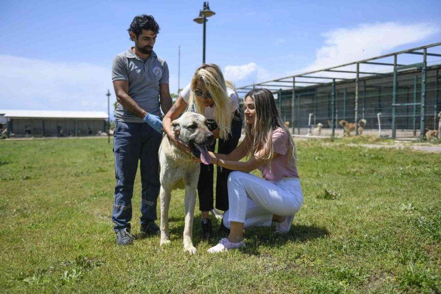Kamyonetin Arkasında Sürüklenen Köpek Tedavi Altına Alındı