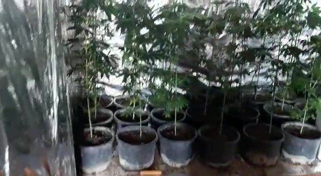 Gardırobunu Kenevir Bahçesine Dönüştürmüş