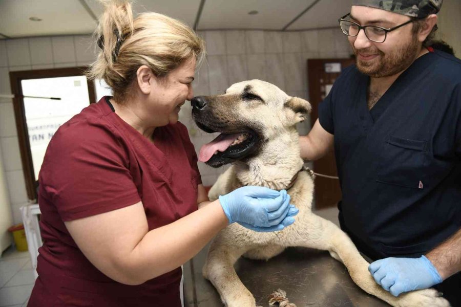 Kamyonetin Arkasında Sürüklenen Köpek Tedavi Altına Alındı