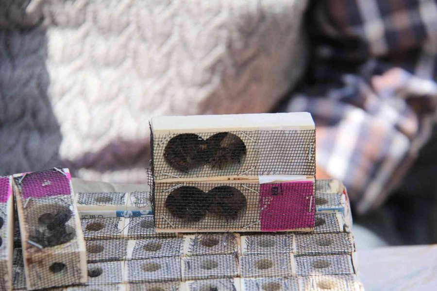 Mut’ta Bal Üreticilerine Kafkas Irkı Anaç Arı Dağıtıldı