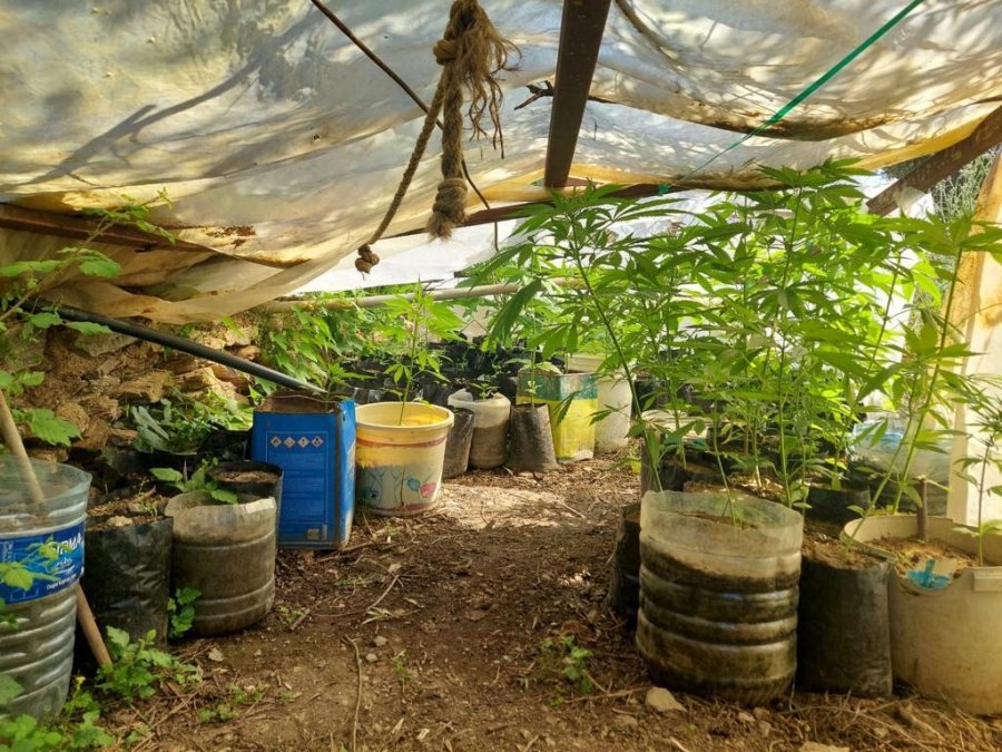 Evinde Kenevir Yetiştiren Şüpheliye Operasyon