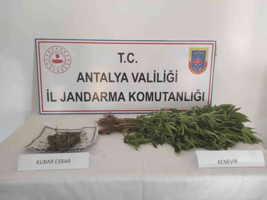 Evinde Kenevir Yetiştiren Şüpheliye Operasyon